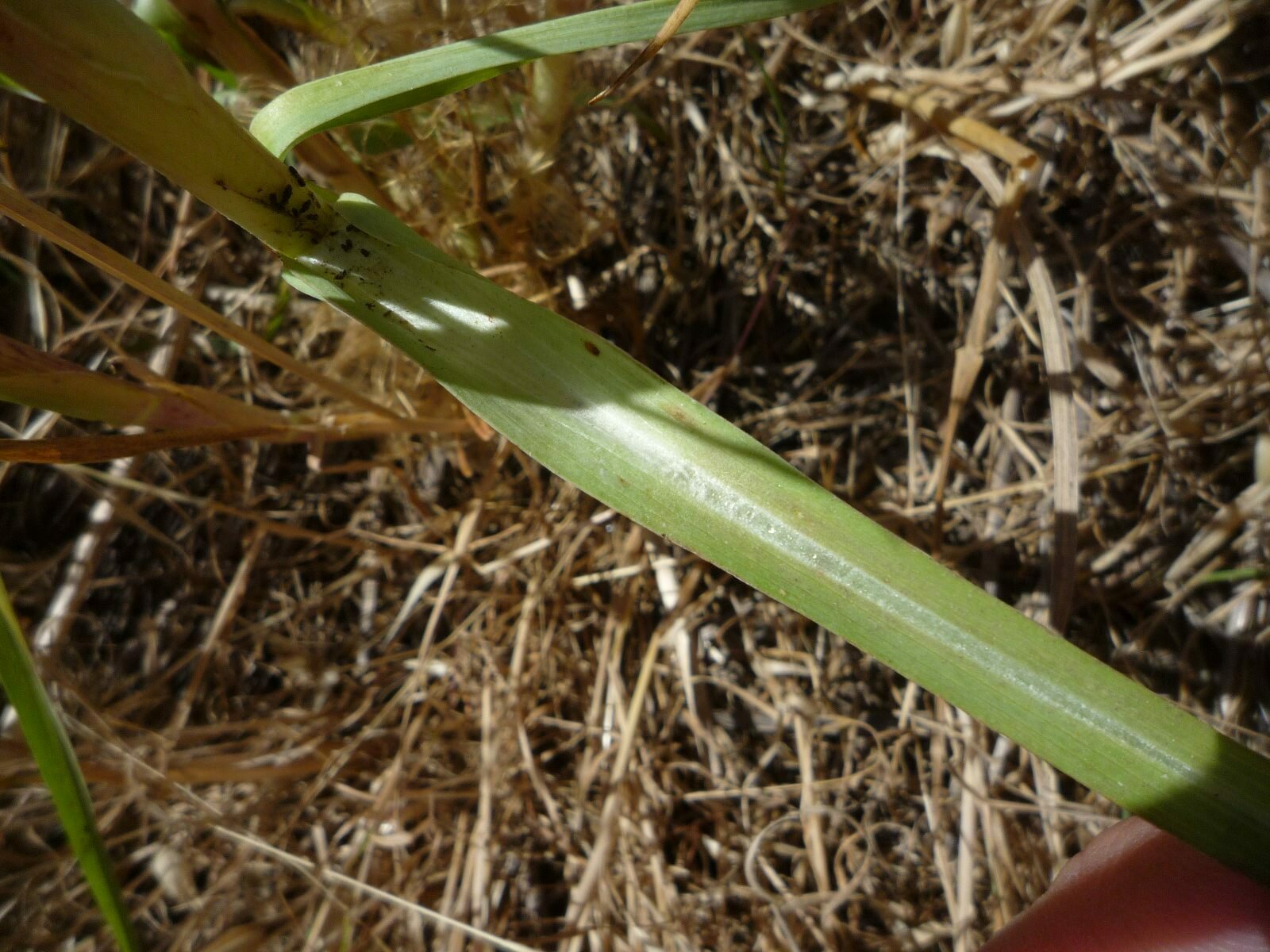 High Resolution Tragopogon porrifolius Leaf